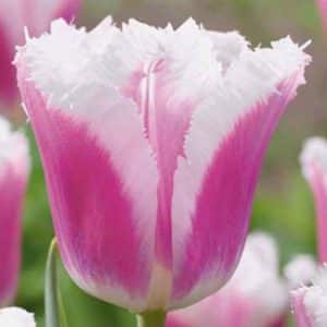 Tulipa 'Siesta'