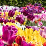 tulipgarden - mórahalmi tulipános kert