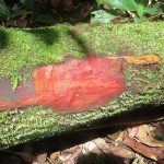 vérfa - exoticwood kft - egzotikus fák