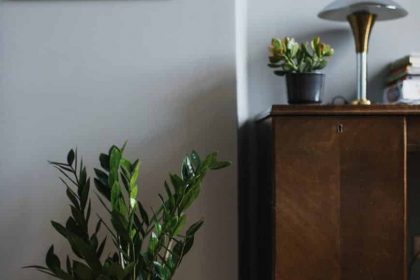 zamioculcas - modern lakások szobanövényei