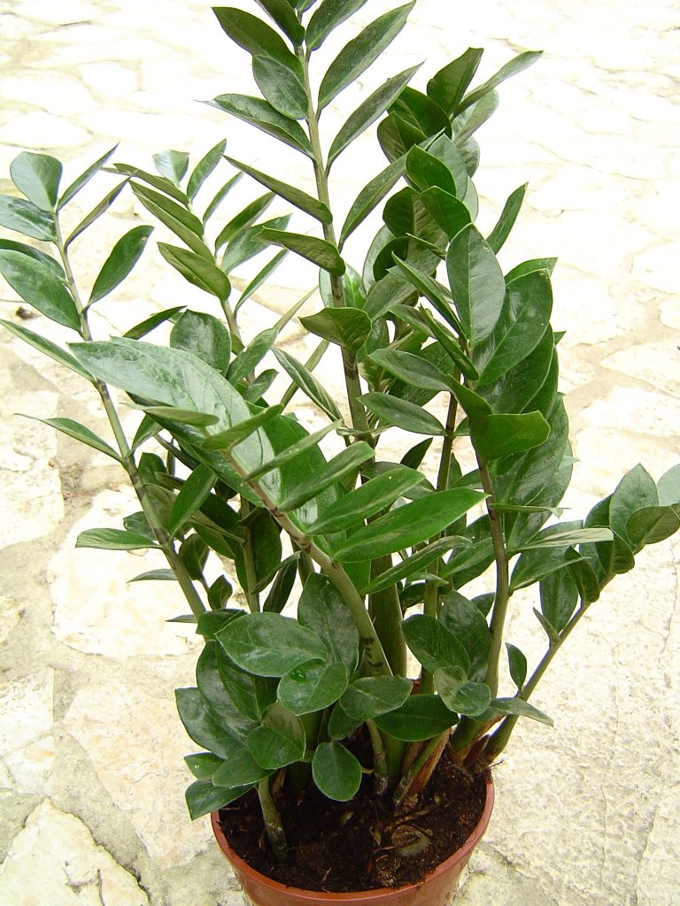 Kipusztíthatatlan szobanövények - Zamioculcas